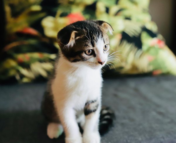 Top 5 des tondeuses pour chien pour un toilettage réussi !