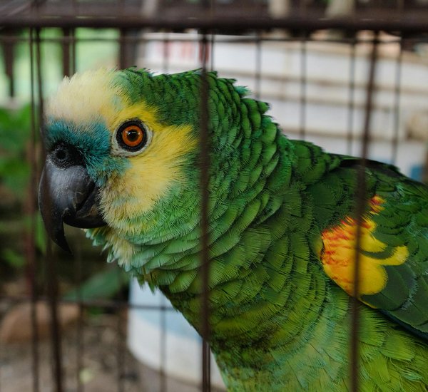 Protéger les hyènes : les associations à soutenir