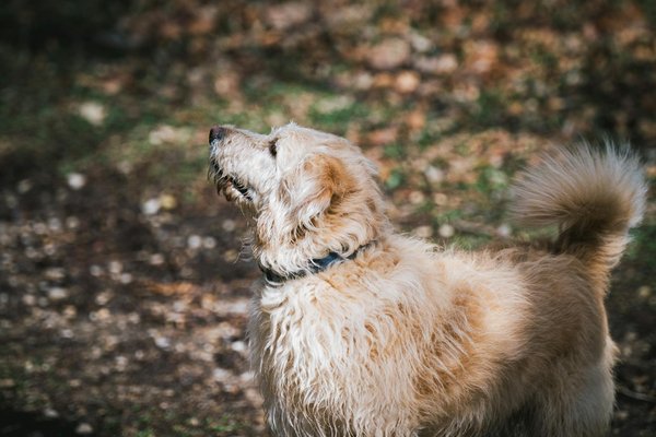 Les coûts cachés des soins vétérinaires pour chiens