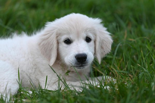 Découvrez les bienfaits de la cani rando avec votre chien