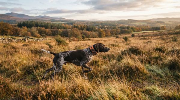 Le choix d'un chien de chasse : facteurs à considérer